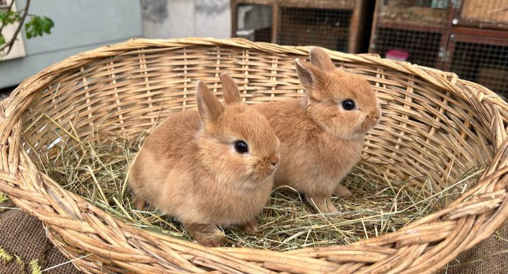 Bayburt Büyümeyen Tavşan