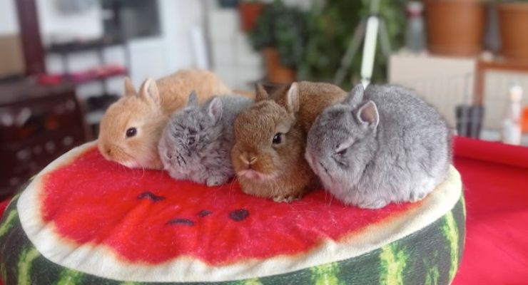 Bayburt Cins Tavşan