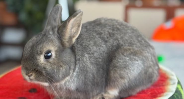 Bayburt Ev Tavşanı