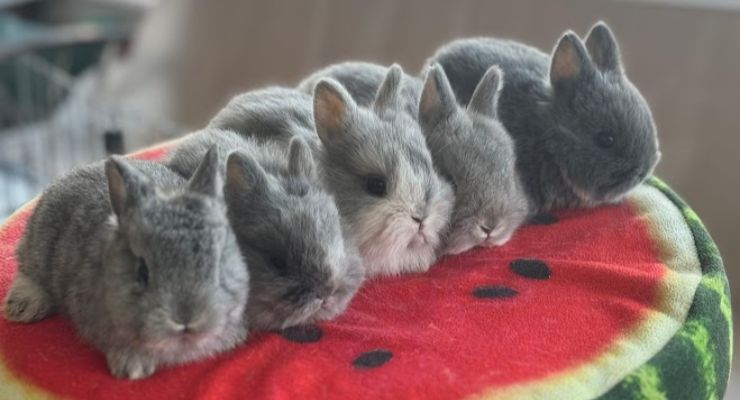 Bayburt Evcil Tavşan