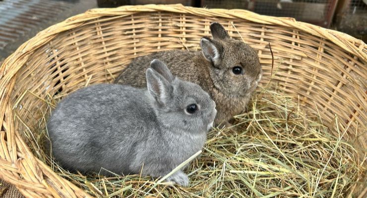 Bayburt Yavru Tavşan