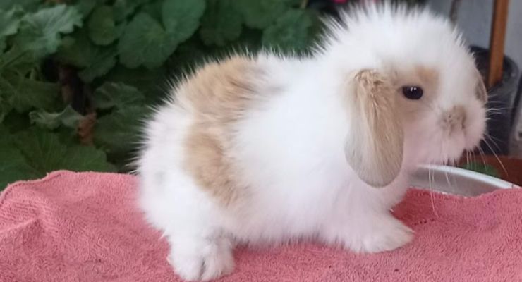 Bayburt Hollanda Lop Tavşan